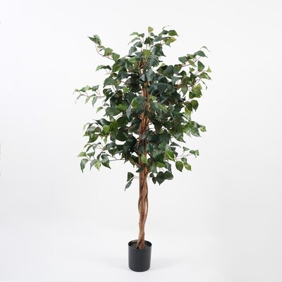 FICUS IN VASO 120 CM C/504 FOGLIE VERDE