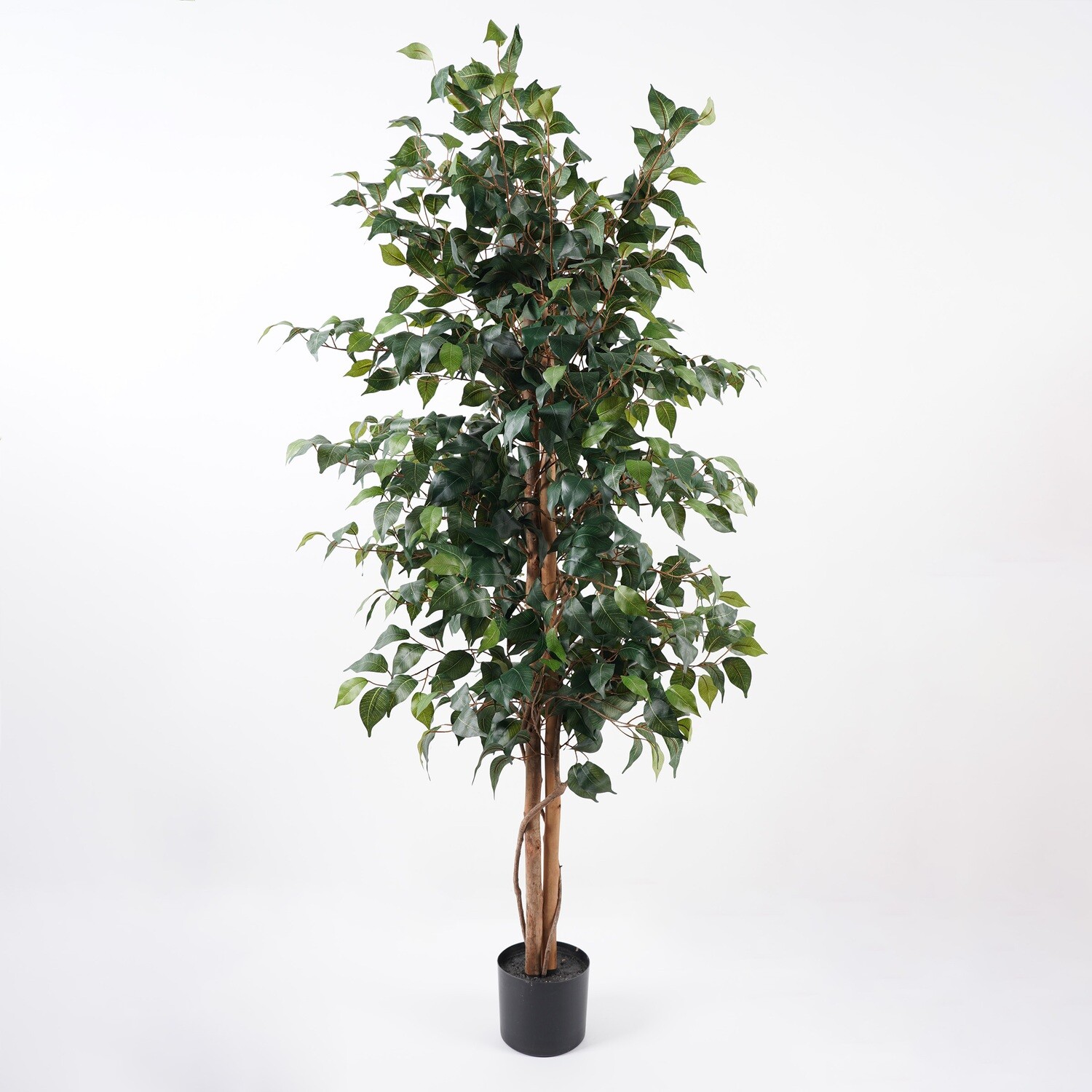 FICUS IN VASO 150 CM C/1008 FOGLIE VERDE