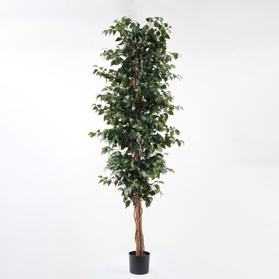 FICUS IN VASO 210 CM C/1512 FOGLIE VERDE
