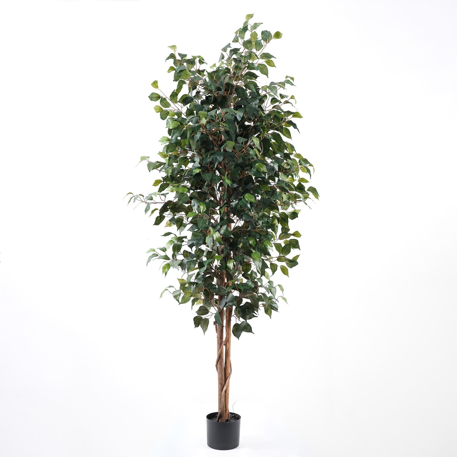FICUS IN VASO 180 CM C/1260 FOGLIE VERDE