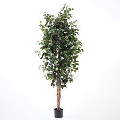 FICUS IN VASO 180 CM C/1260 FOGLIE VERDE