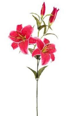 TIGER LILLY X3 ROSSO
