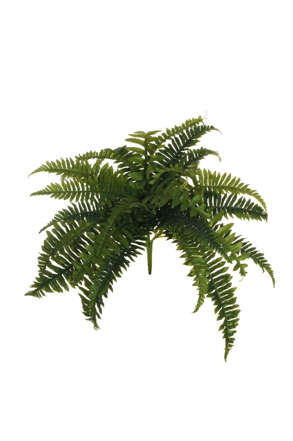 FELCE BOSTON CON 28 FOGLIE NATURALI 48CM