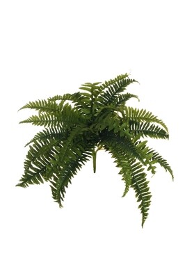 FELCE BOSTON CON 28 FOGLIE NATURALI 48CM