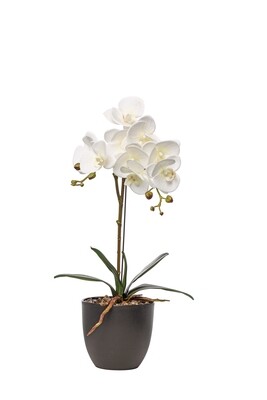 PIANTA PHALAENOPSIS N.TOUCH BIANCO