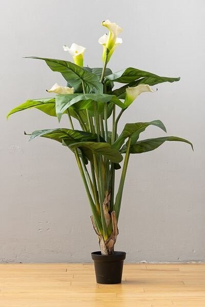 PIANTA CALLA IN VASO CM160