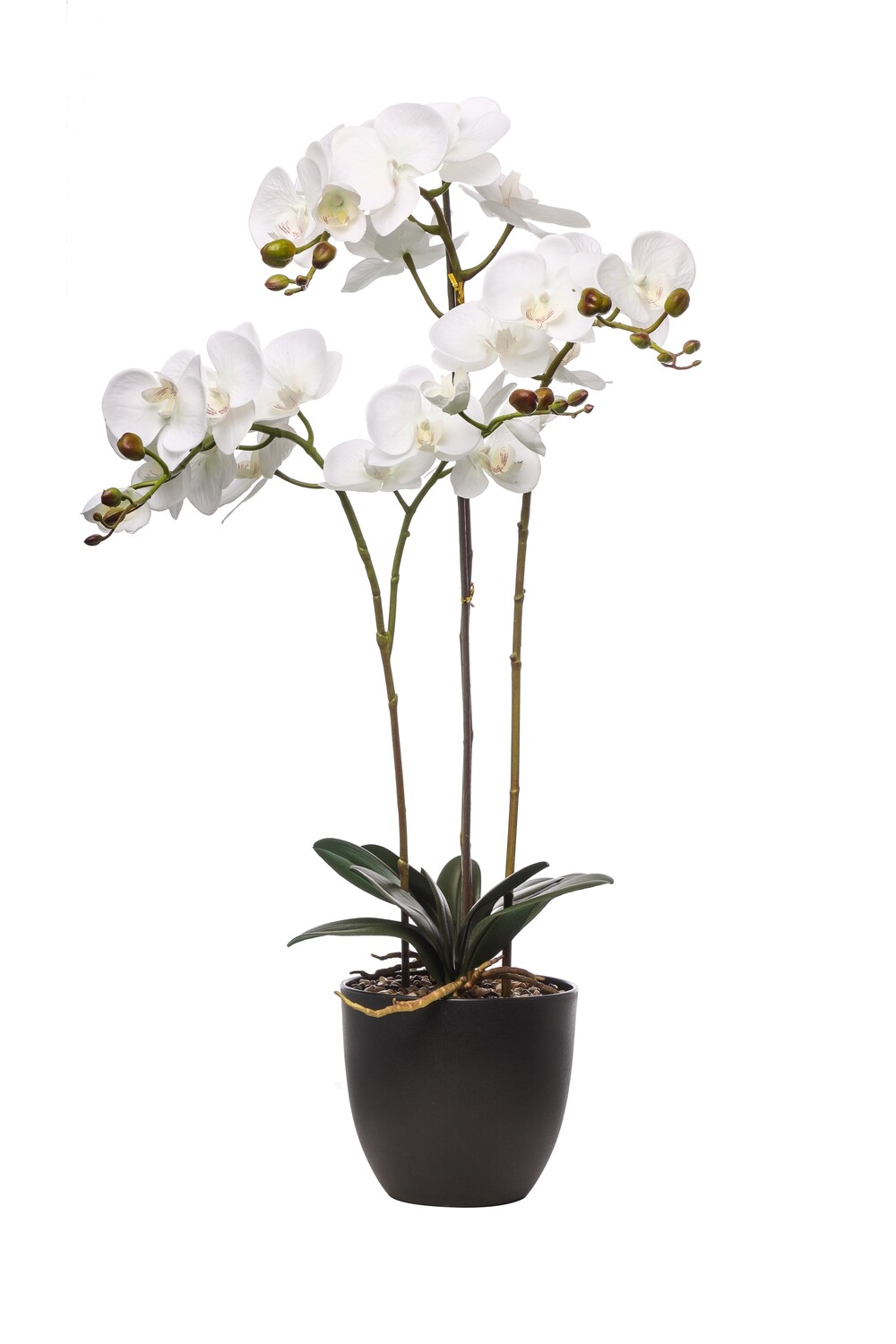 PIANTA PHALAENOPSIS N.TOUCH BIANC 4 RAMI