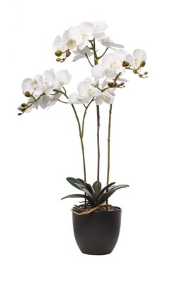 PIANTA PHALAENOPSIS N.TOUCH BIANC 4 RAMI