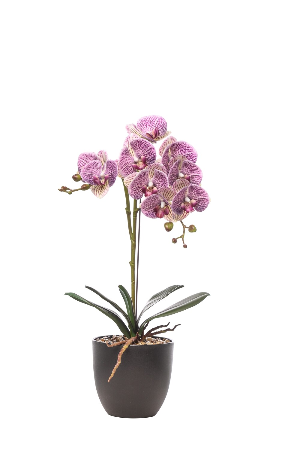 PIANTA PHALAENOPSIS N.TOUCH LAVENDER