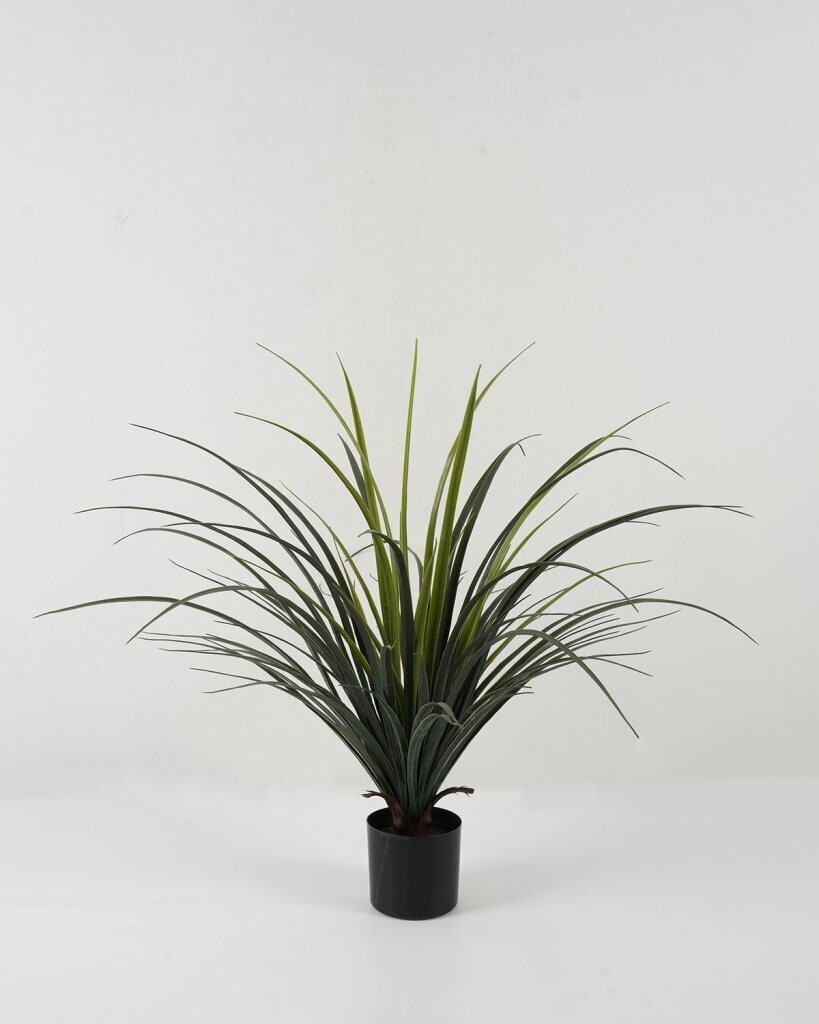 PIANTA YUCCA  70X70X70 CM IN VASO