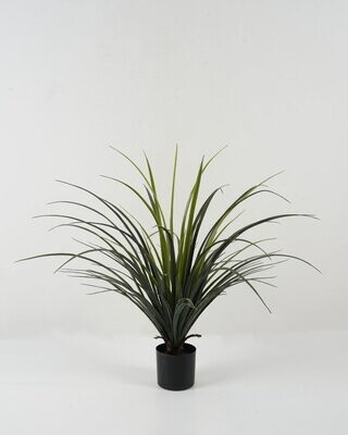 PIANTA YUCCA  70X70X70 CM IN VASO
