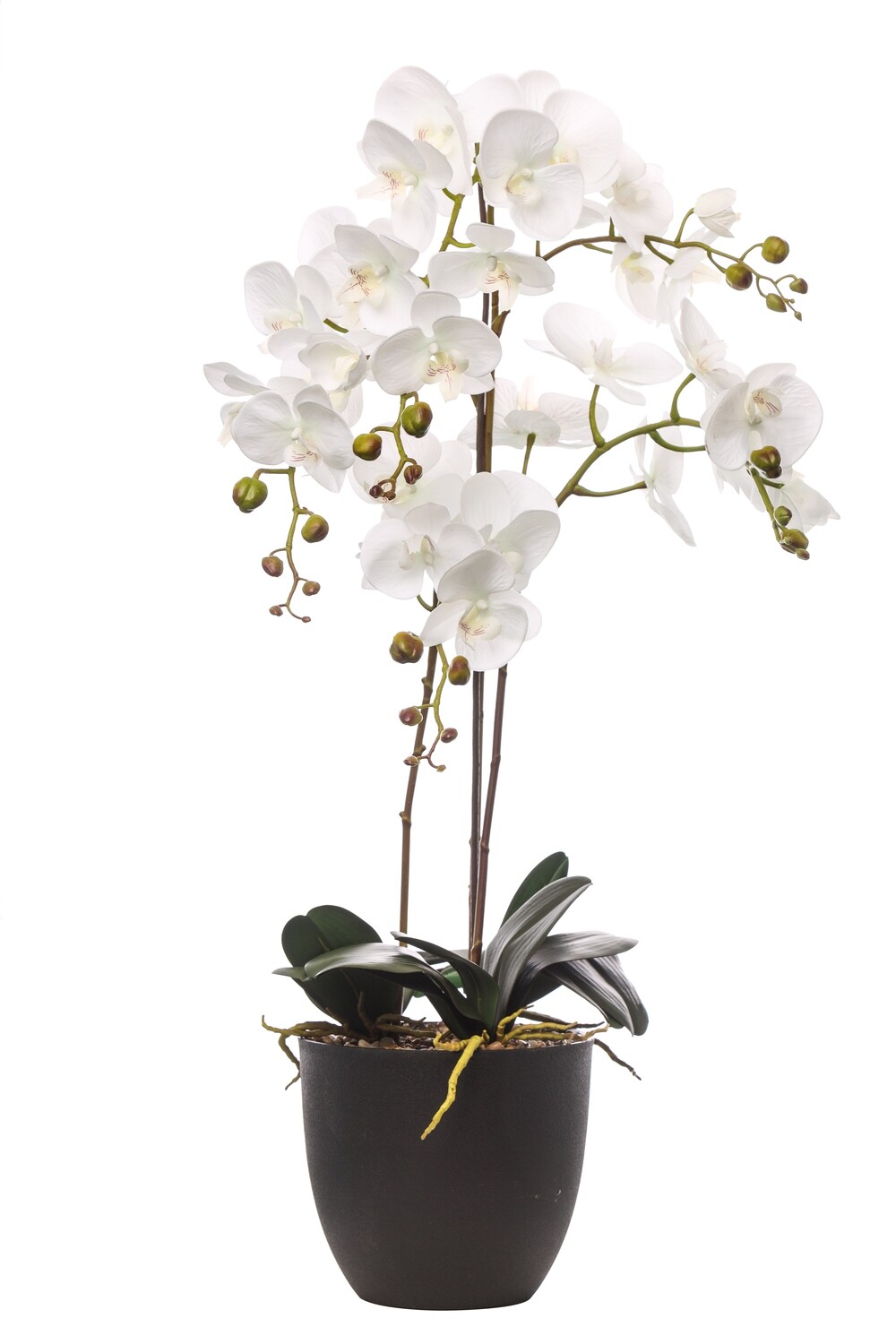 PLANT PHALAENOPSIS N.TOUCH BIANC 6RAMI