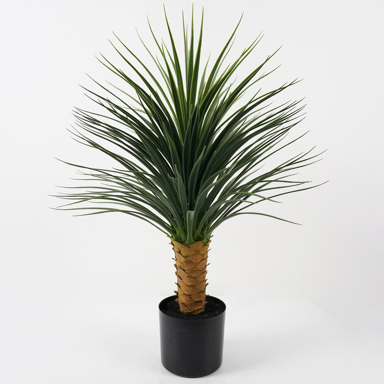 PIANTA DRACENA IN VASO 64X64X85CM