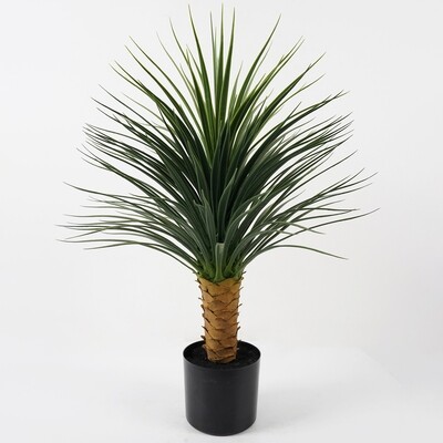 PIANTA DRACENA IN VASO 64X64X85CM