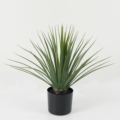 PIANTA DRACENA IN VASO 61X61X49CM