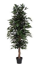 FICUS IN VASO 240 CM C/1890  FOGLIE VERDE
