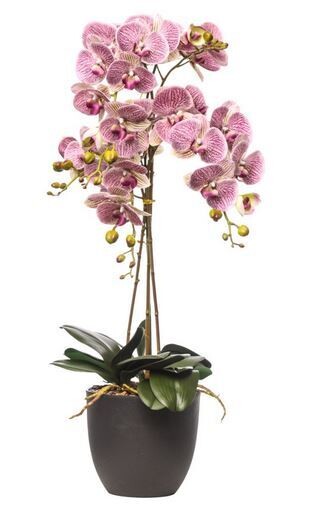 PLANT PHALAENOPSIS N.TOUCH LAVENDR 6RAMI