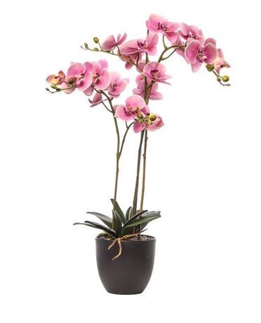 PIANTA PHALAENOPSIS N.TOUCH LAVENDER