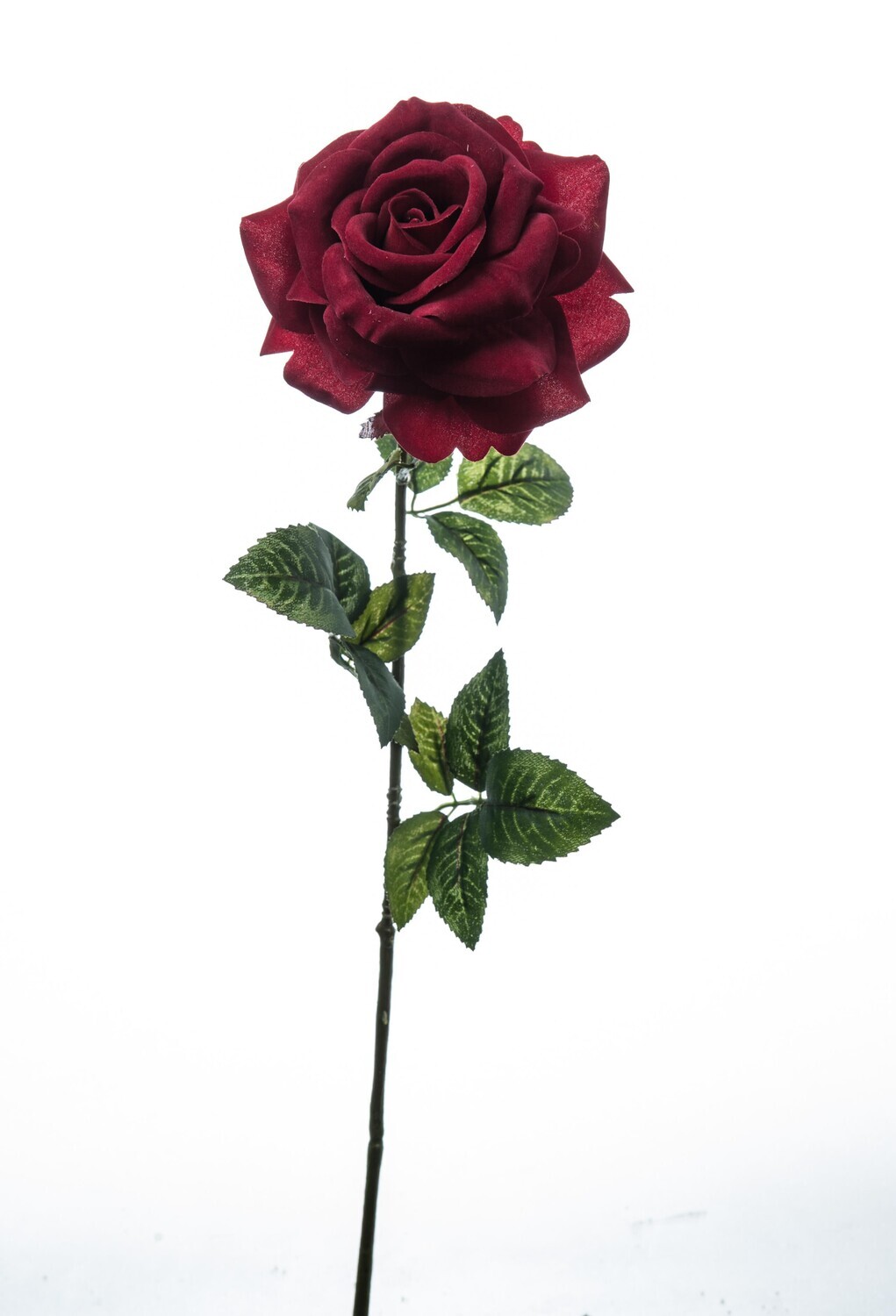 ROSA VELLUTO ROSSA