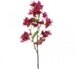 RAMO BOUGAINVILLEA CM.80 FUCSIA