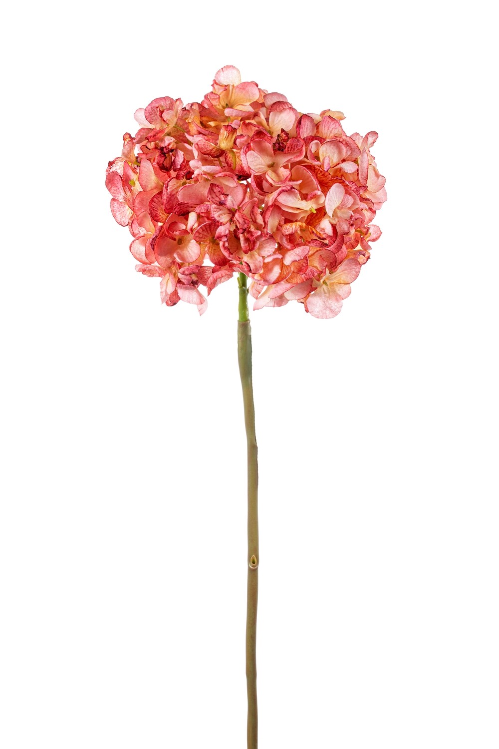 ORTENSIA SINGOLA CARTAPESTA CM55 ROSA