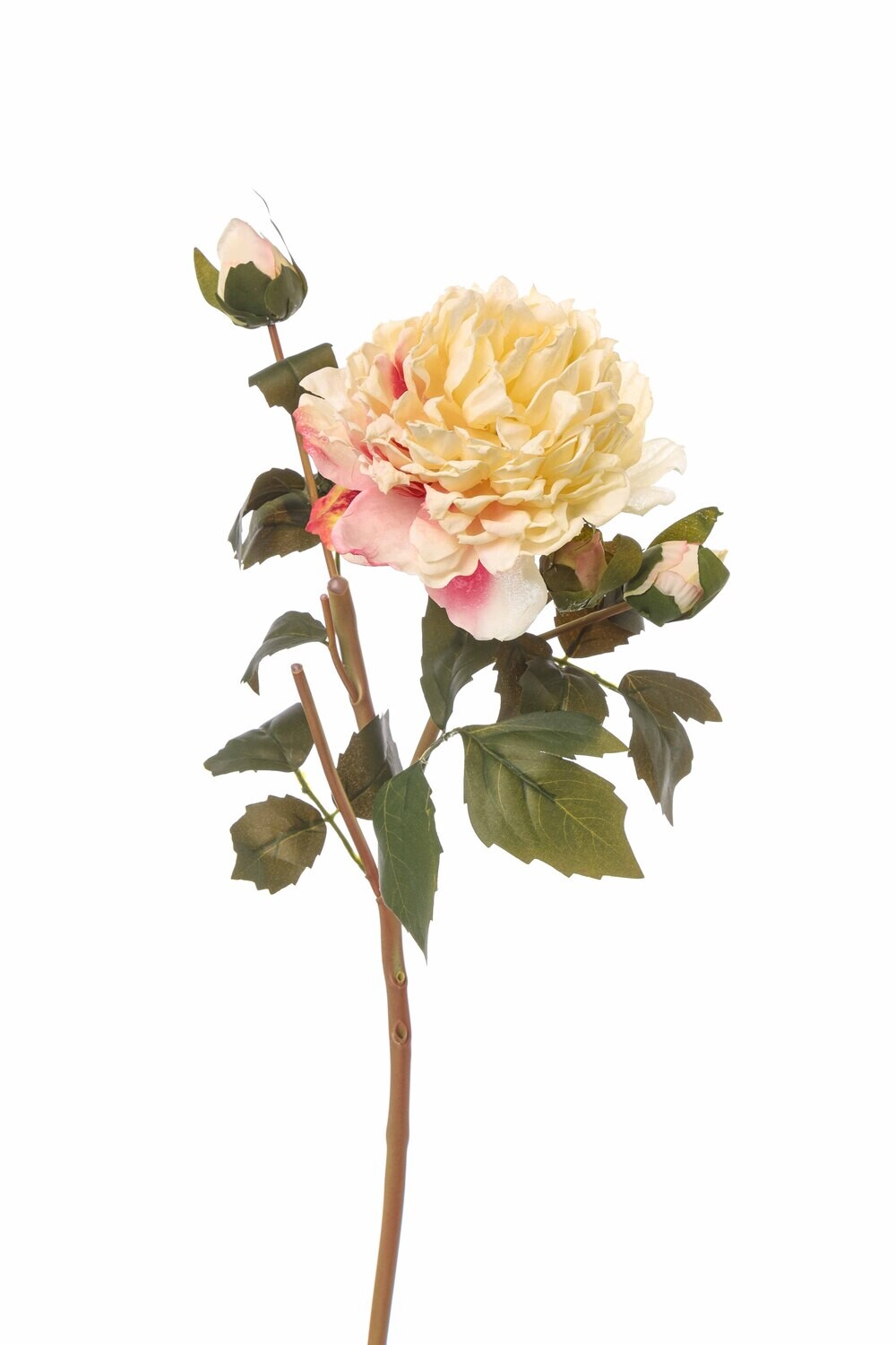 PEONIA CARTAPESTA C/BOCCIOLO CM55 MAUVE