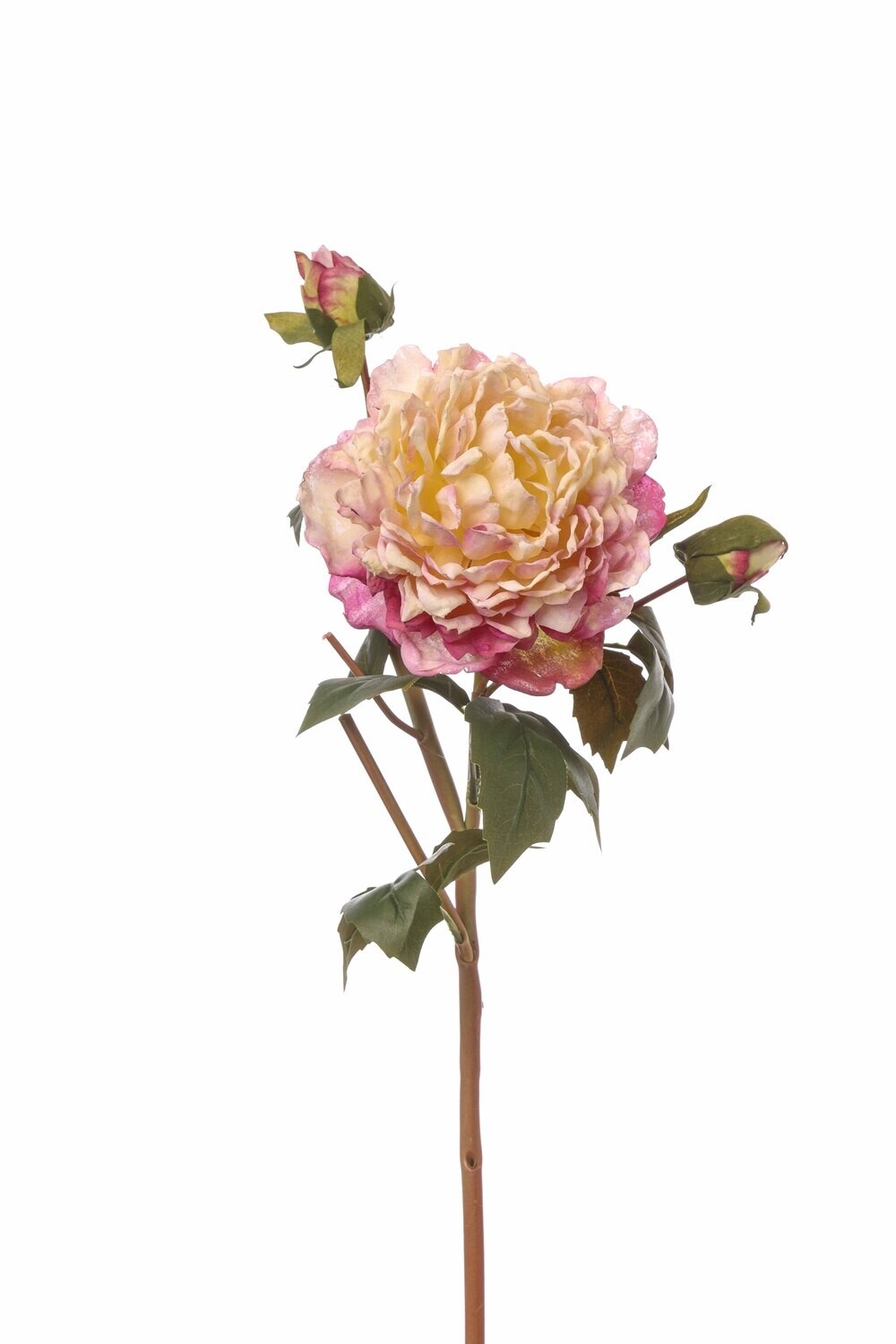 PEONIA CARTAPESTA CON BOCCIOLO CM55 ROSA