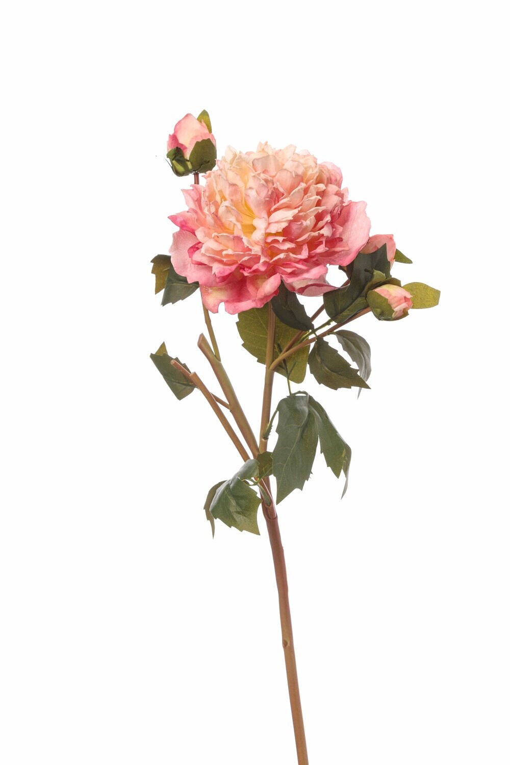 PEONIA CARTAPESTA C/BOCCIOLO CM55 PEACH