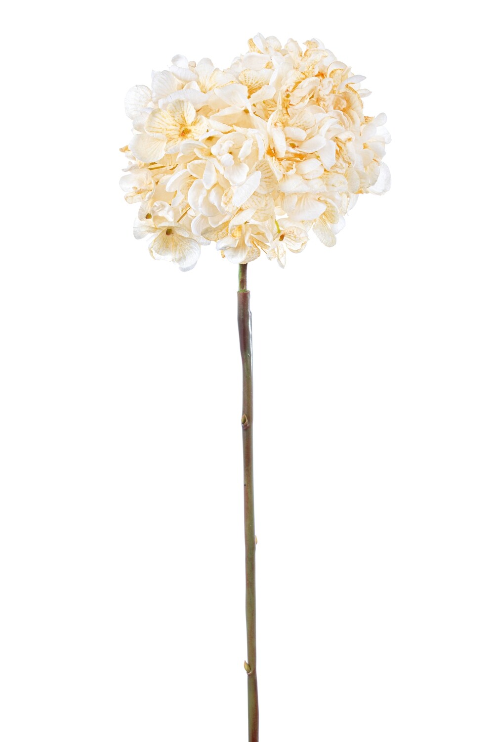 ORTENSIA SINGOLA CARTAPESTA CM55 BIANCO