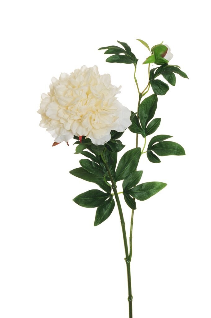 RAMO PEONIAX2 C/1FIORE+1BOCC 69CM BIANCO