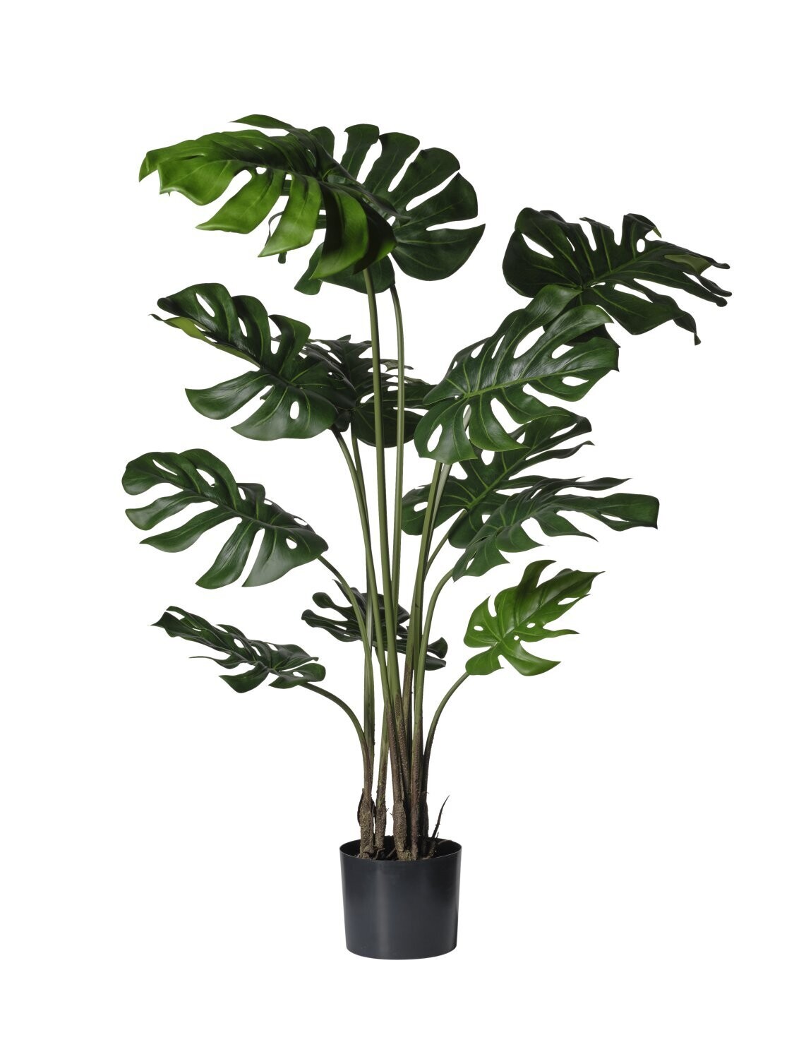 MONSTERA C/VASO CM 126 C/12 FOGLIE