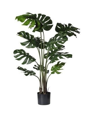 MONSTERA C/VASO CM 126 C/12 FOGLIE