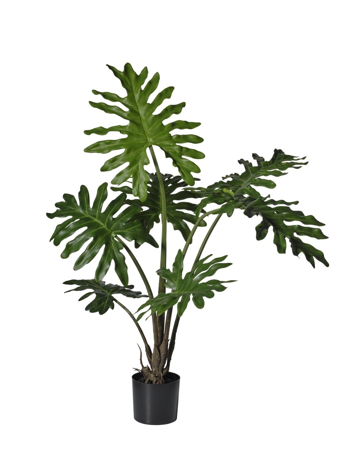 pianta verde cm 120(99cm)  monstera