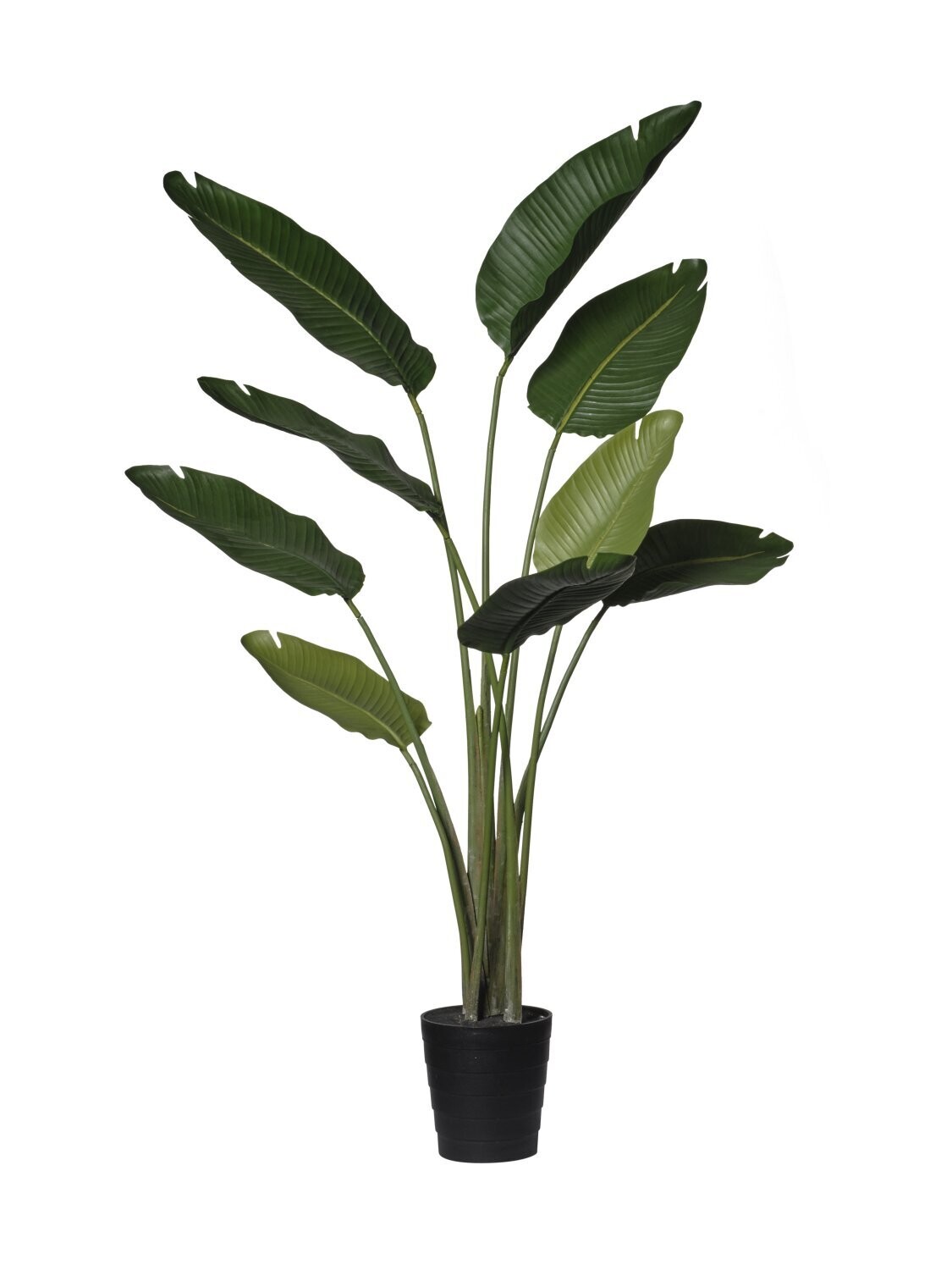 pianta verde cm 120  strelizia