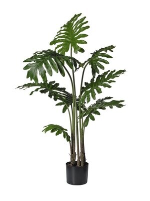 pianta verde cm 100(85cm)  monstera