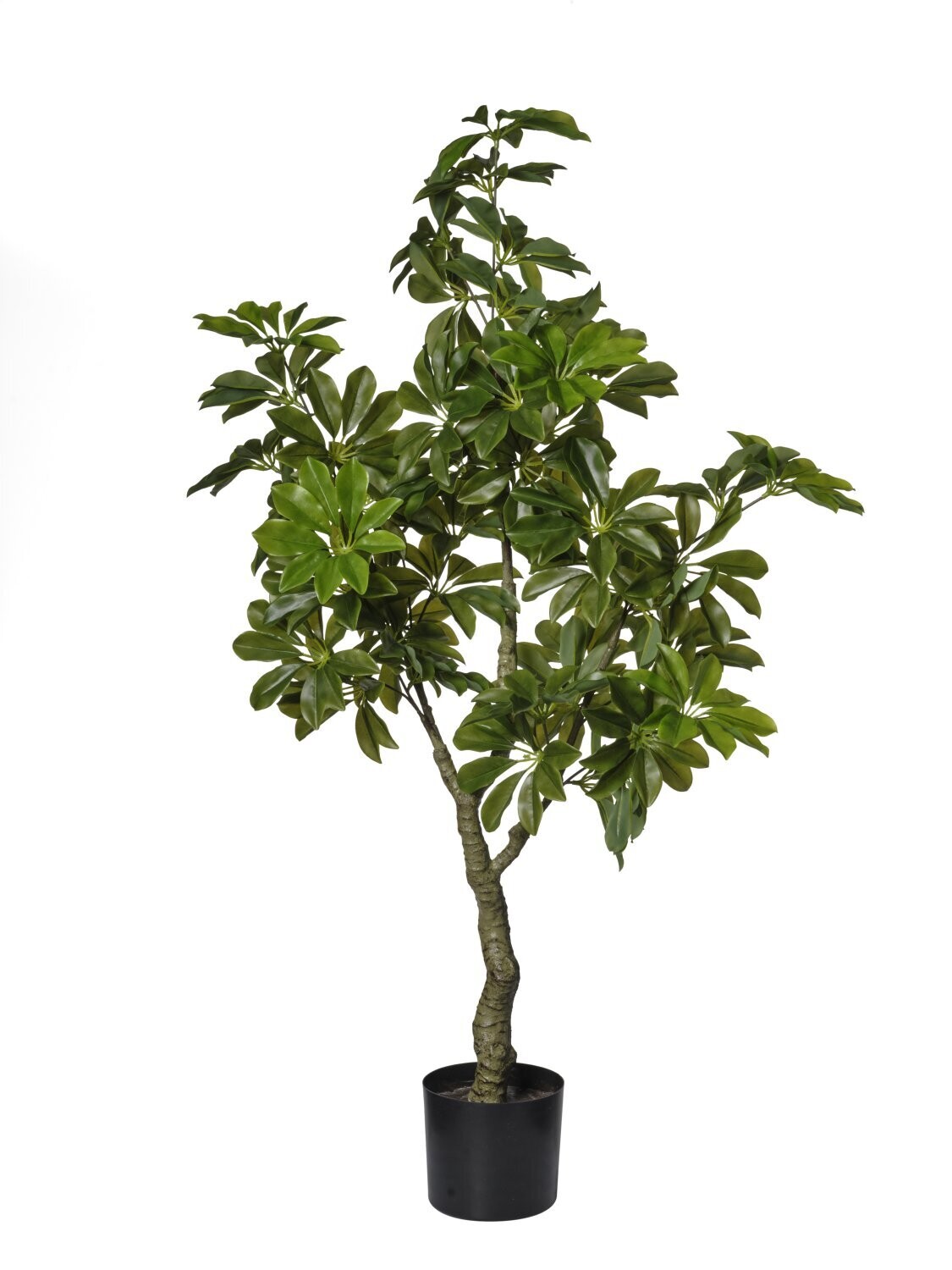 pianta verde cm 120 scheflera