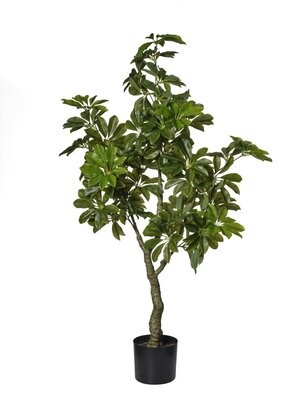 pianta verde cm 120 scheflera