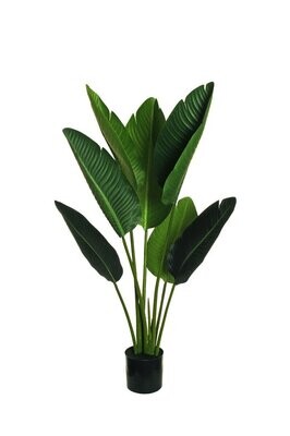 pianta verde cm 90  strelizia