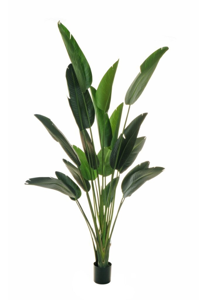 PIANTA VERDE STRELIZIA cm 240