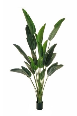 PIANTA VERDE STRELIZIA cm 240