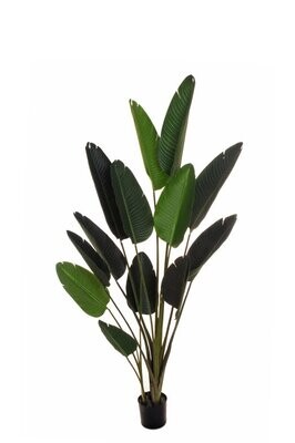 PIANTA VERDE STRELIZIA cm 180