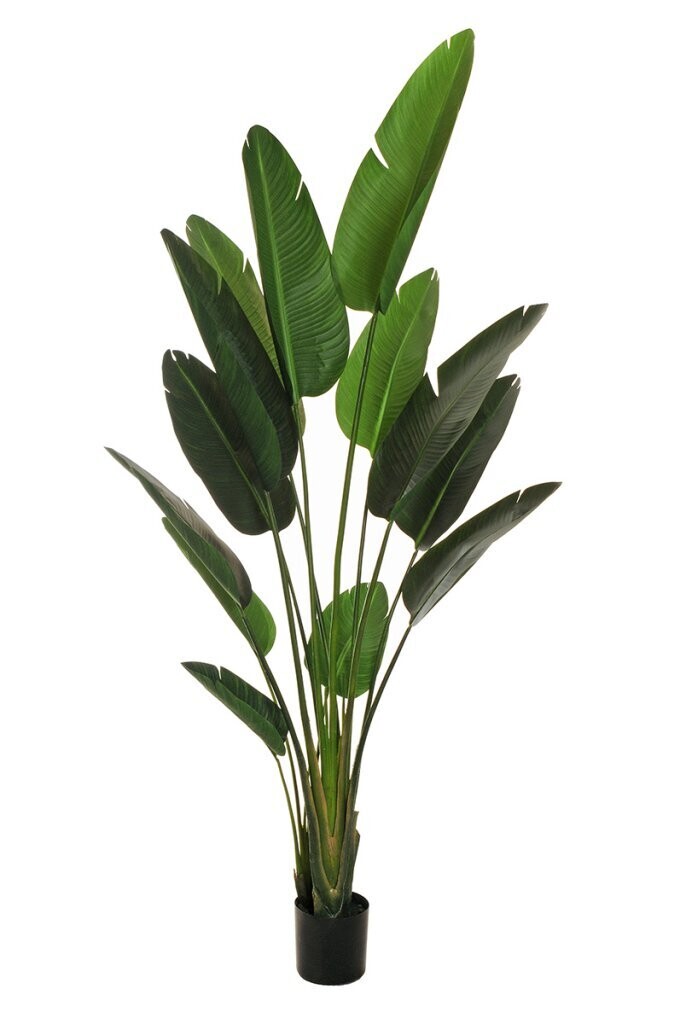 PIANTA VERDE STRELIZIA cm 210