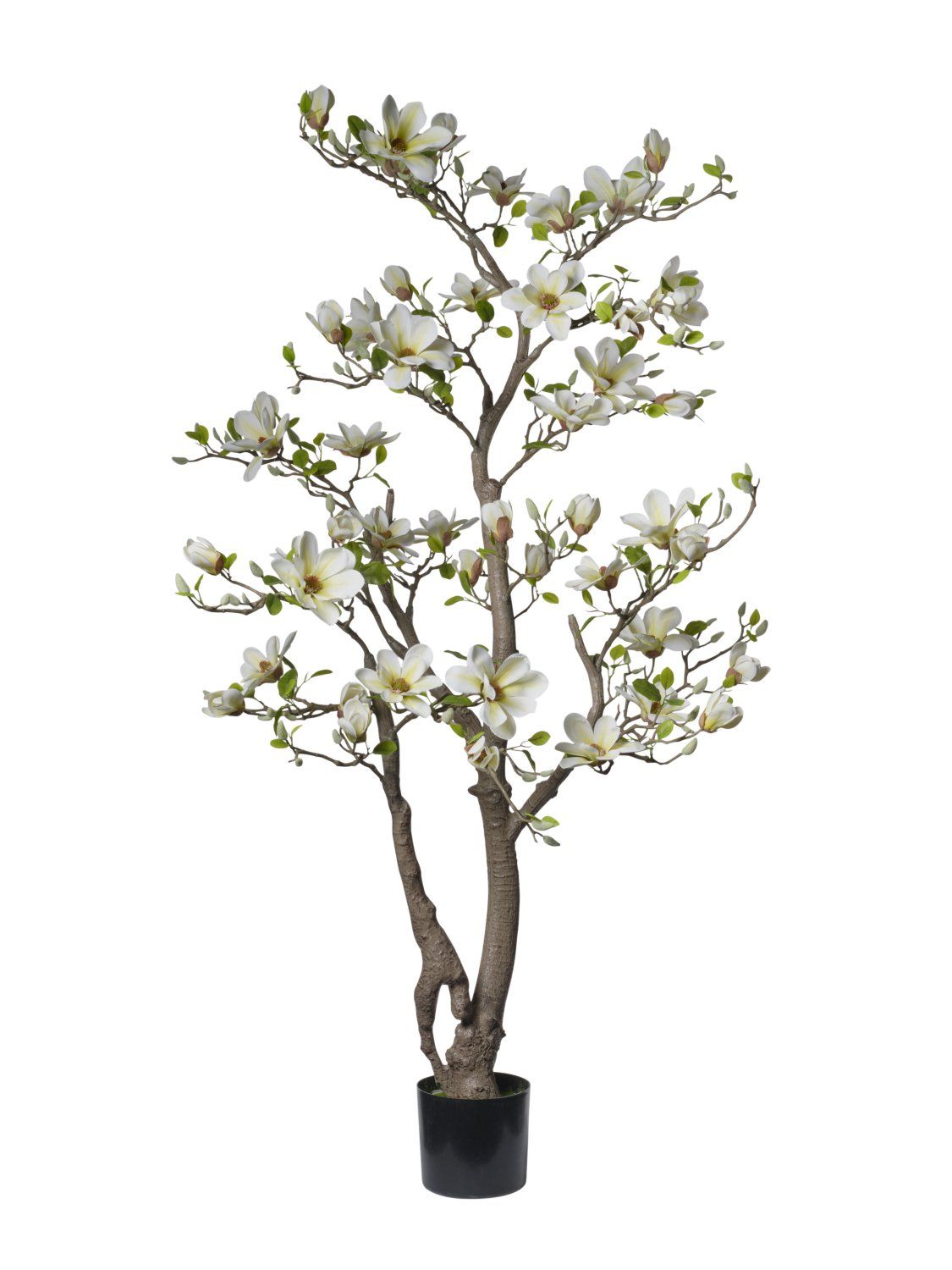 PIANTA MAGNOLIA 180 CM C/50 FIORI ROSA