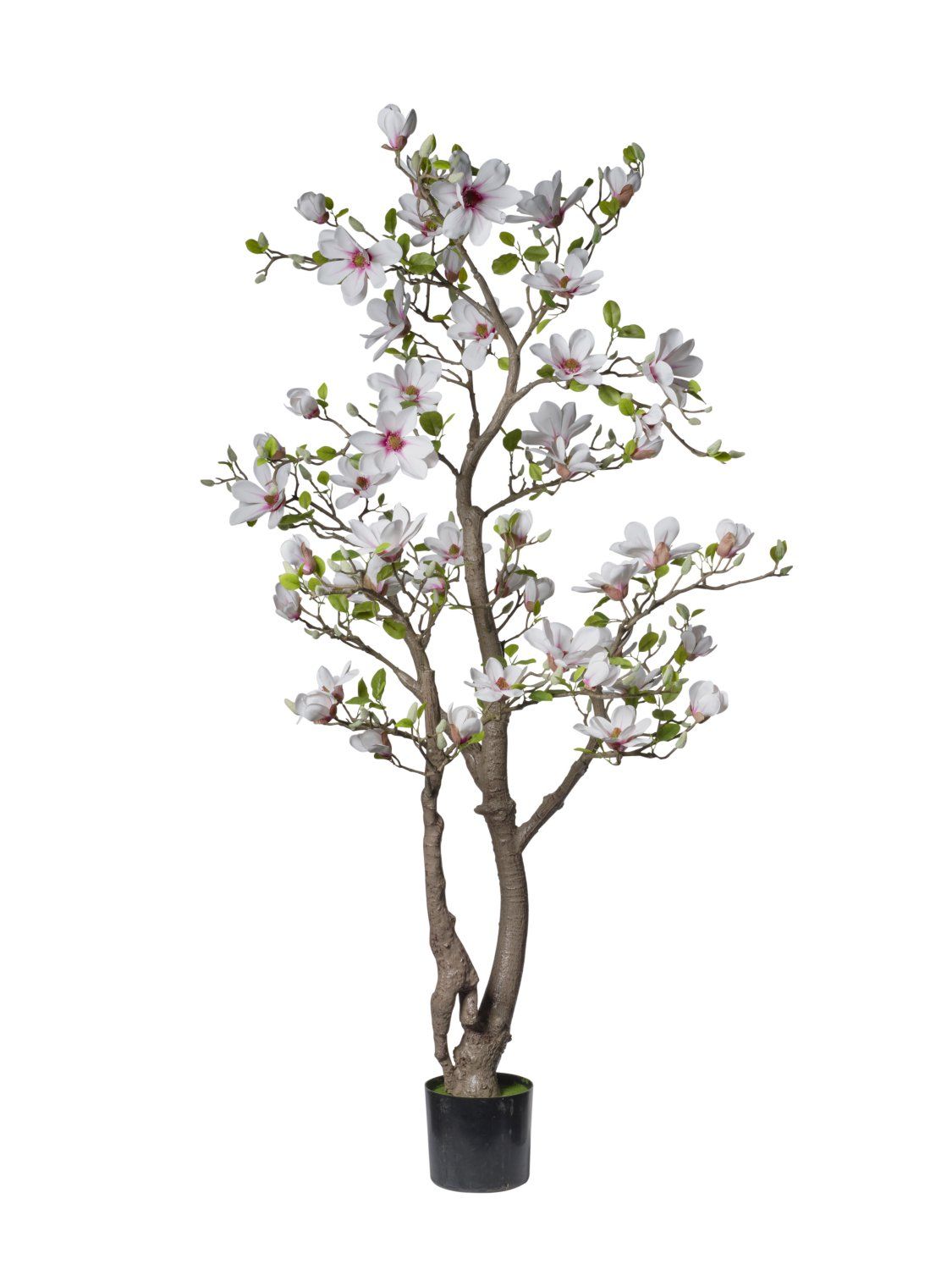 PIANTA MAGNOLIA 180 CM C/50 FIORI BIANCO