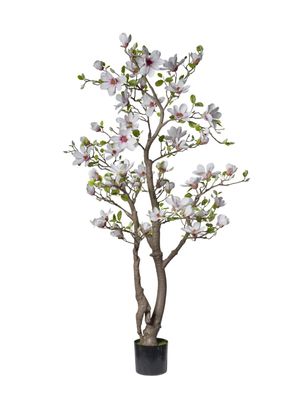 PIANTA MAGNOLIA 180 CM C/50 FIORI BIANCO