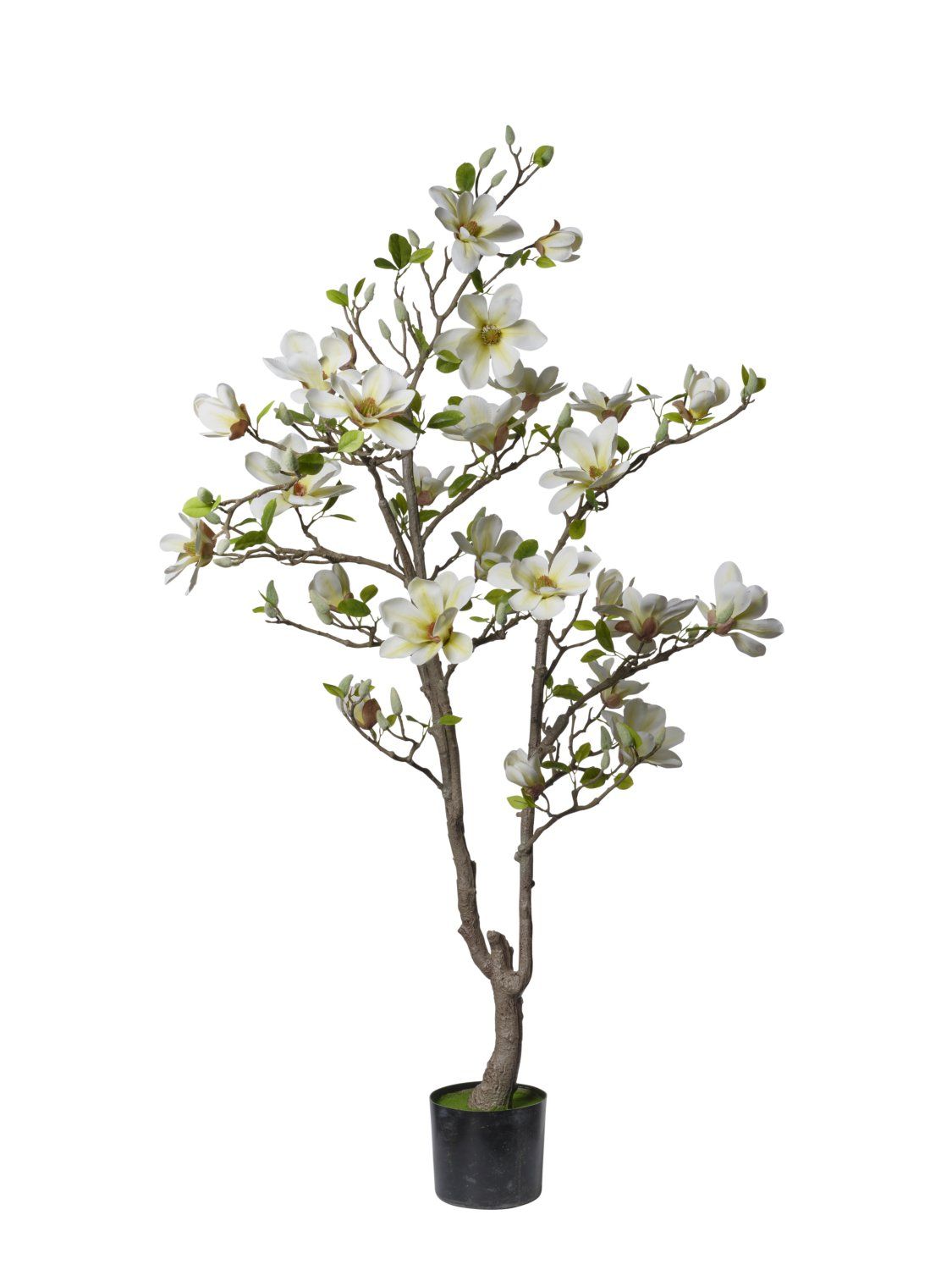 PIANTA MAGNOLIA 150 CM  FIORI  ROSA