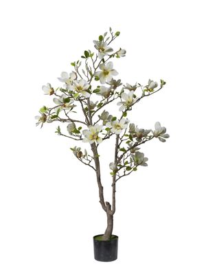 PIANTA MAGNOLIA 150 CM  FIORI  ROSA