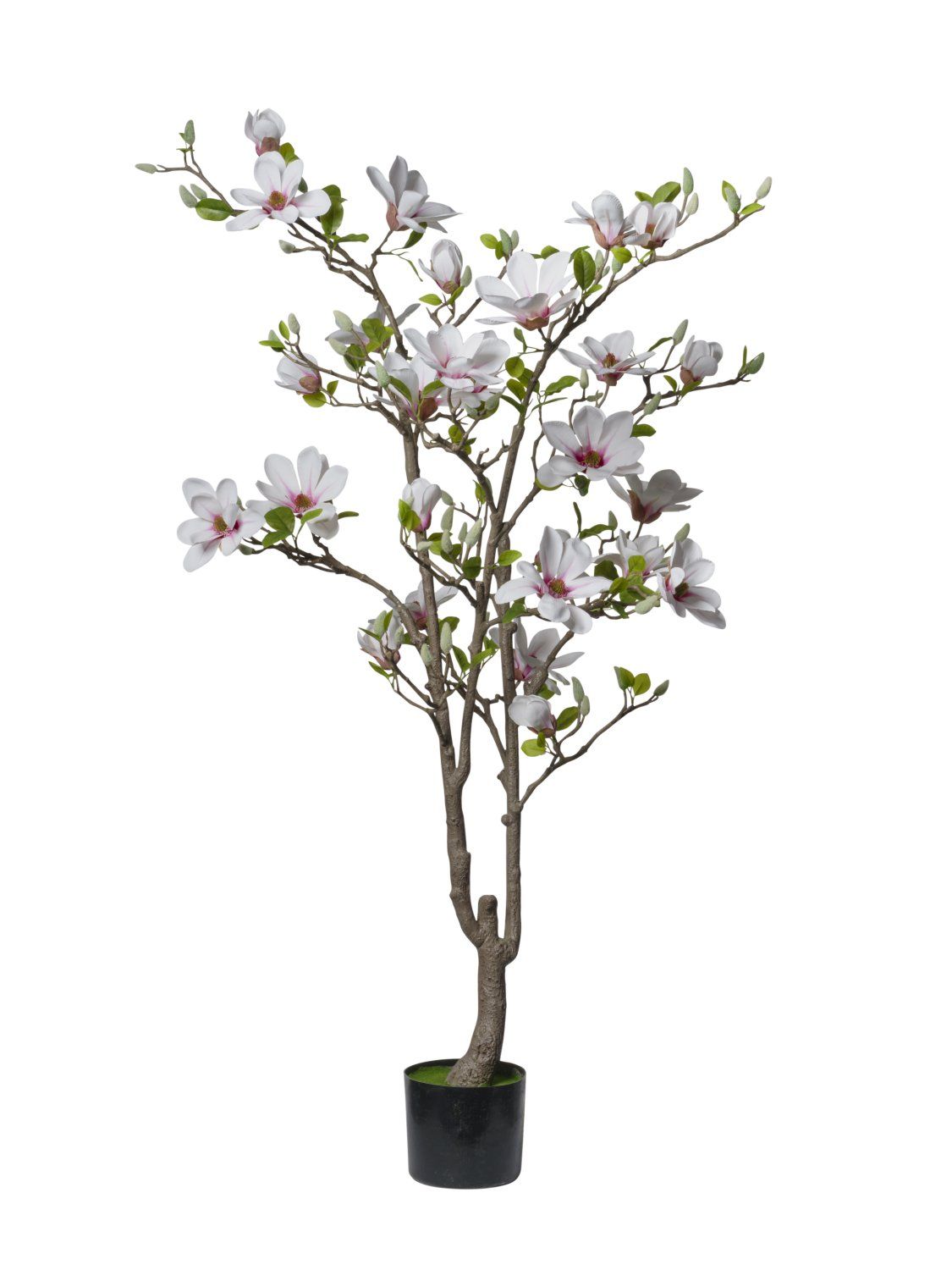 PIANTA MAGNOLIA 150 CM C/27 FIORI BIANCO