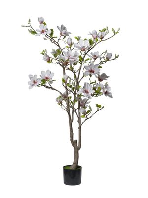 PIANTA MAGNOLIA 150 CM C/27 FIORI BIANCO