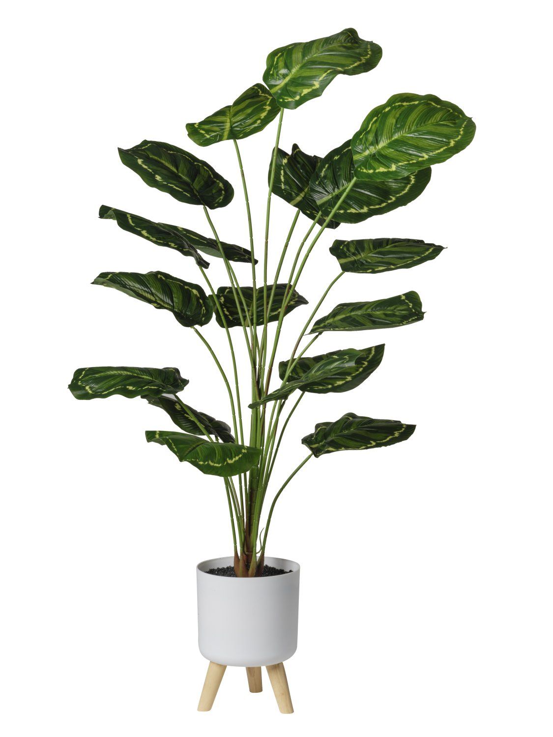 PIANTA C/18 FOGLIE CM130 VASO TREPIEDE